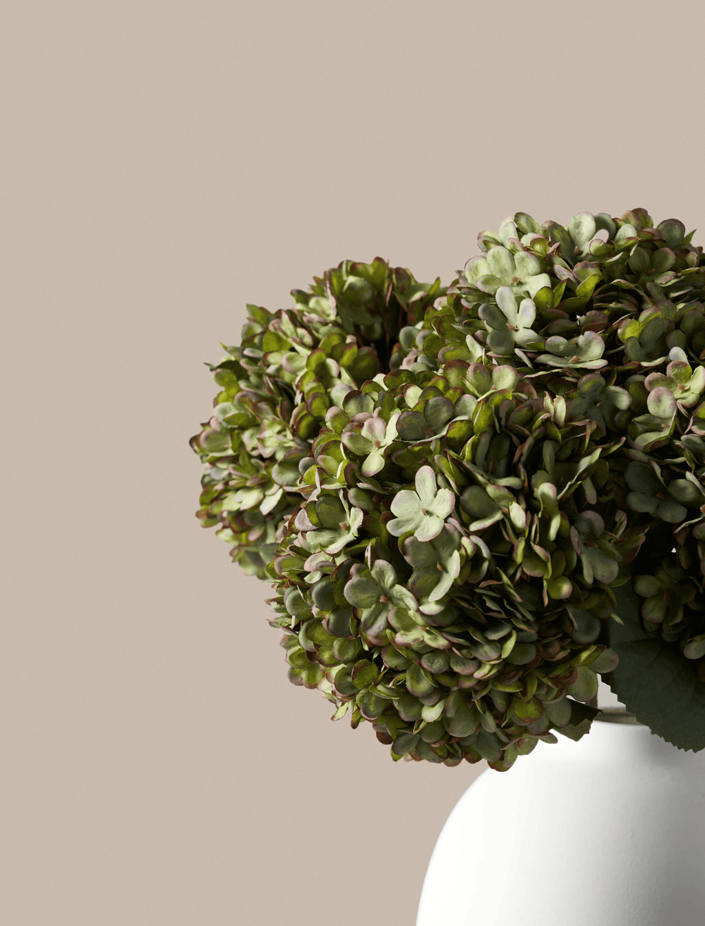 Green Hydrangea
